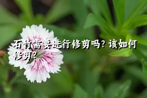 石竹需要进行修剪吗？该如何修剪？