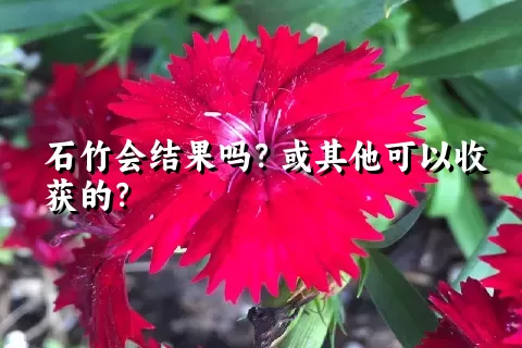 石竹会结果吗？或其他可以收获的？