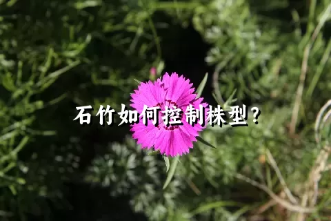 石竹如何控制株型？