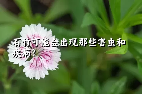 石竹可能会出现那些害虫和疾病？