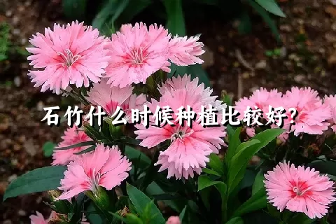 石竹什么时候种植比较好？