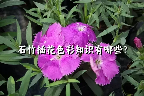 石竹插花色彩知识有哪些？