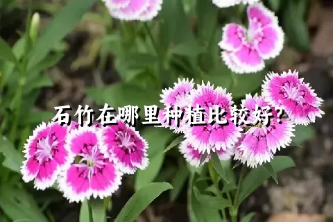 石竹在哪里种植比较好？