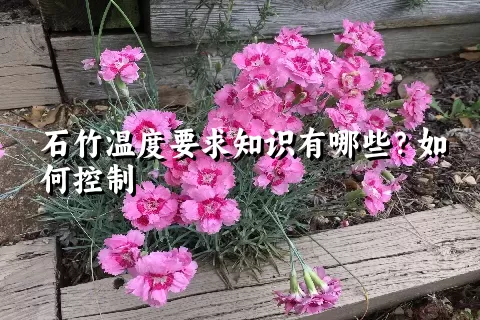 石竹温度要求知识有哪些？如何控制