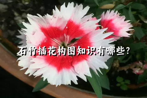 石竹插花构图知识有哪些？