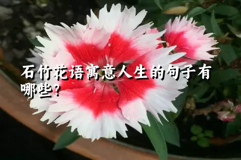 石竹花语寓意人生的句子有哪些？