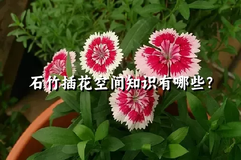 石竹插花空间知识有哪些？