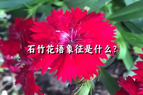 石竹花语象征是什么？