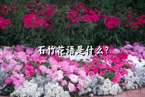 石竹花语是什么？