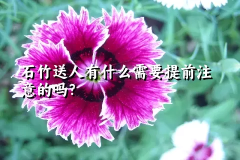 石竹送人有什么需要提前注意的吗？