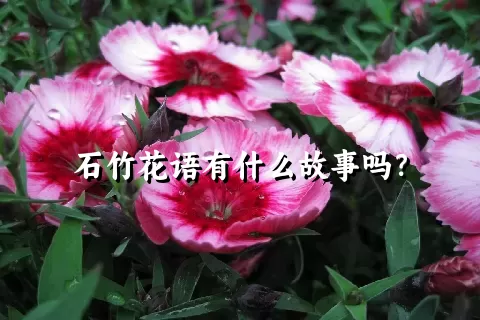 石竹花语有什么故事吗？