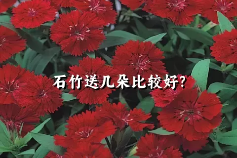 石竹送几朵比较好？