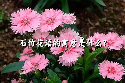 石竹花语的寓意是什么？