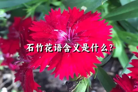 石竹花语含义是什么？