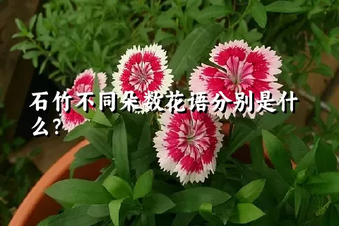 石竹不同朵数花语分别是什么？