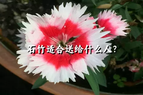 石竹适合送给什么人？