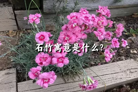 石竹寓意是什么？