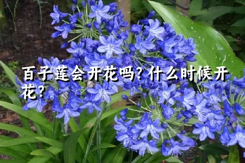 百子莲会开花吗？什么时候开花？