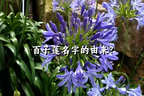 百子莲名字的由来？