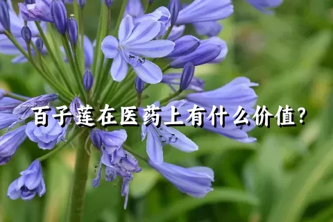 百子莲在医药上有什么价值？