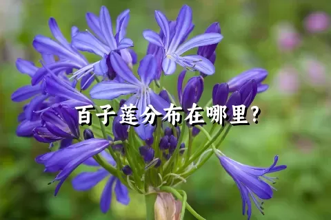 百子莲分布在哪里?