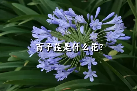 百子莲是什么花？