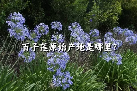 百子莲原始产地是哪里？