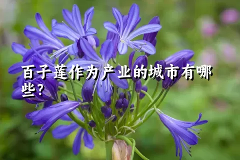 百子莲作为产业的城市有哪些？