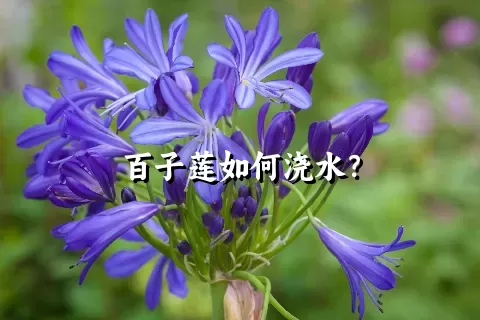 百子莲如何浇水？