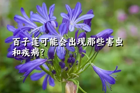 百子莲可能会出现那些害虫和疾病？