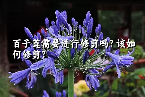 百子莲需要进行修剪吗？该如何修剪？