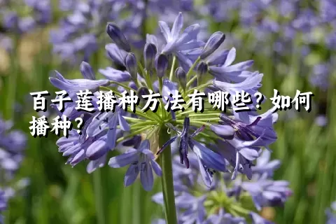 百子莲播种方法有哪些？如何播种？