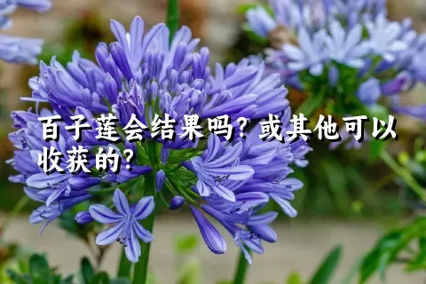 百子莲会结果吗？或其他可以收获的？