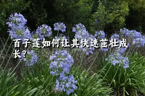 百子莲如何让其快速茁壮成长？