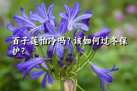 百子莲怕冷吗？该如何过冬保护？