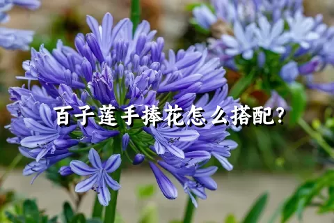 百子莲手捧花怎么搭配？