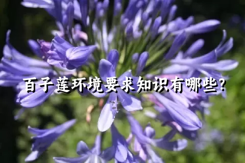 百子莲环境要求知识有哪些？