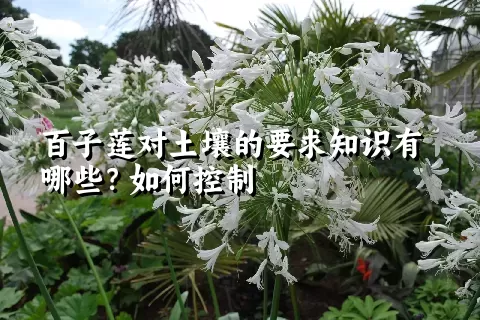 百子莲对土壤的要求知识有哪些？如何控制