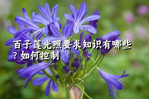 百子莲光照要求知识有哪些？如何控制