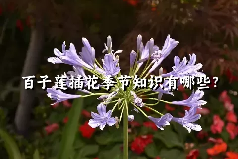 百子莲插花季节知识有哪些？