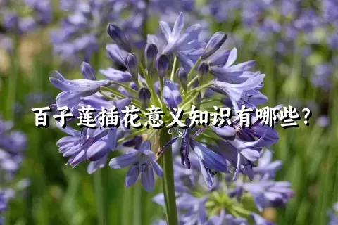 百子莲插花意义知识有哪些？