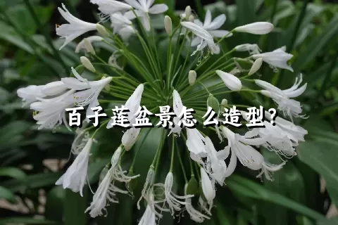 百子莲盆景怎么造型？