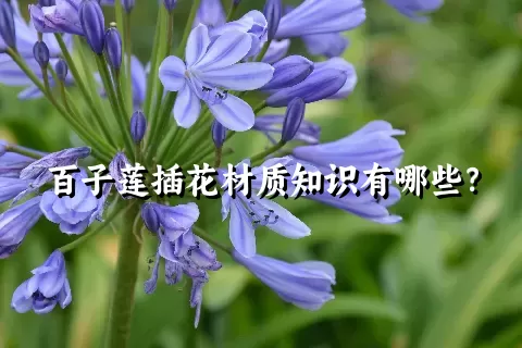 百子莲插花材质知识有哪些？