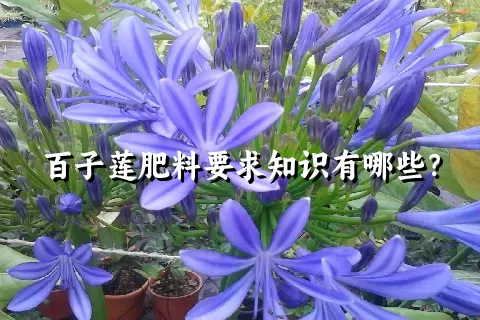 百子莲肥料要求知识有哪些？