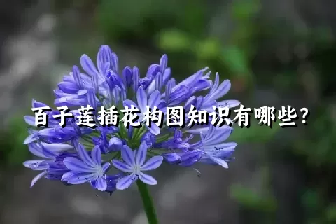 百子莲插花构图知识有哪些？