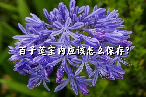 百子莲室内应该怎么保存？