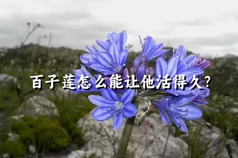 百子莲怎么能让他活得久？