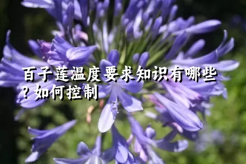 百子莲温度要求知识有哪些？如何控制