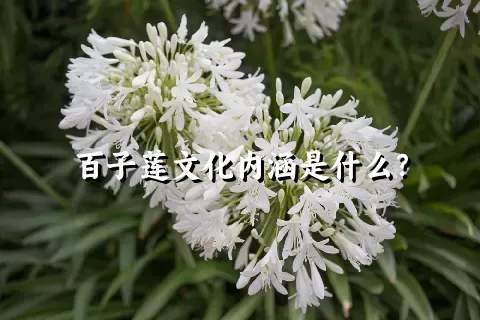 百子莲文化内涵是什么？