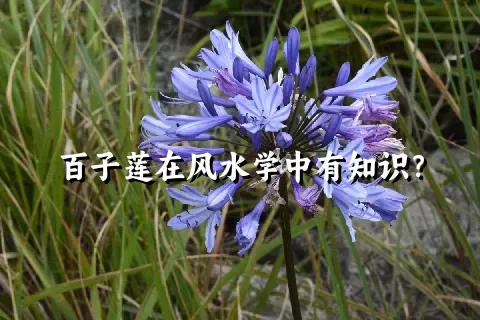 百子莲在风水学中有知识？